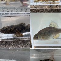 日本の淡水水生生物