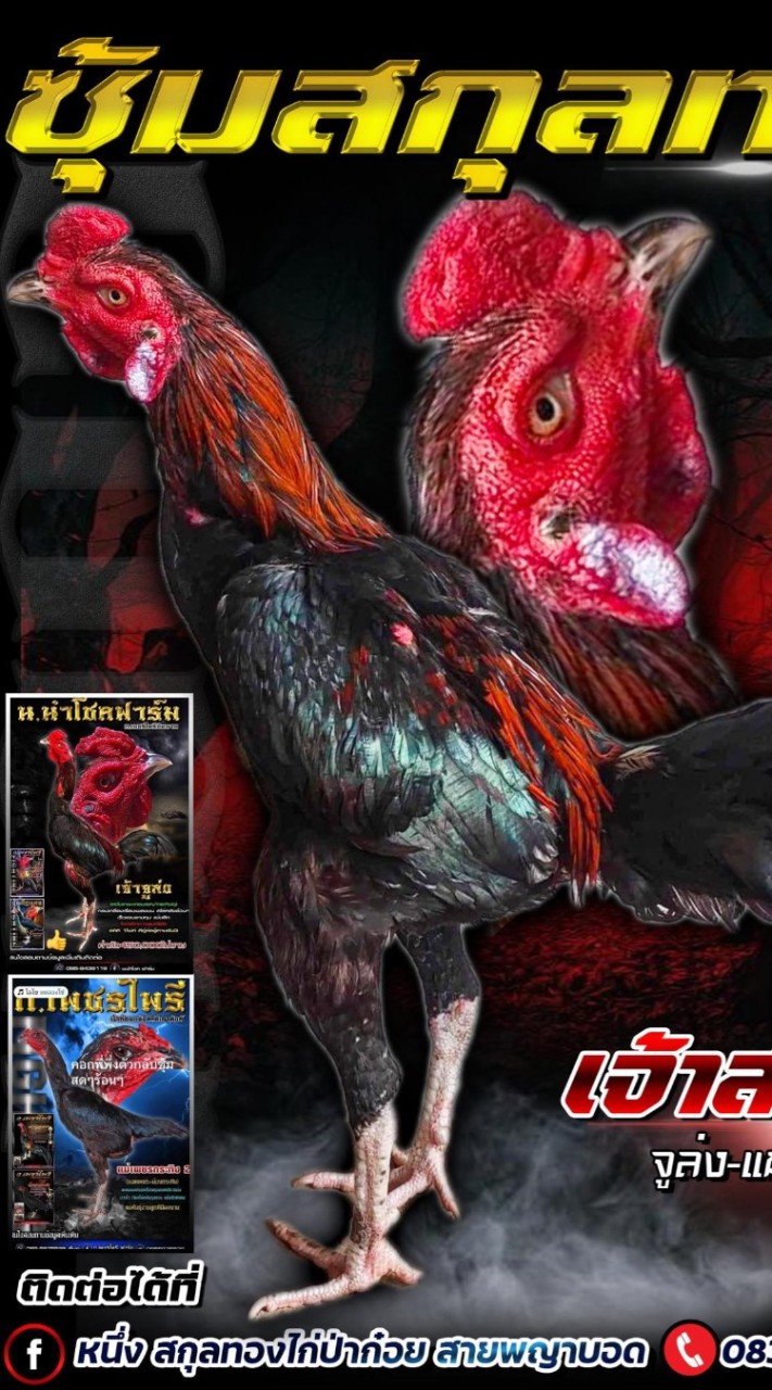 ซุ้ม สกุลทองไก่ป่าก๋อย เจ้าสายฟ้าพ่อธุ์หลักสกุลทอง