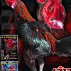ซุ้ม สกุลทองไก่ป่าก๋อย เจ้าสายฟ้าพ่อธุ์หลักสกุลทอง