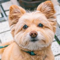 DOG vol.03 ボランティアグループ