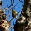 【小鳥専用】野鳥好きな人集まれ〜
