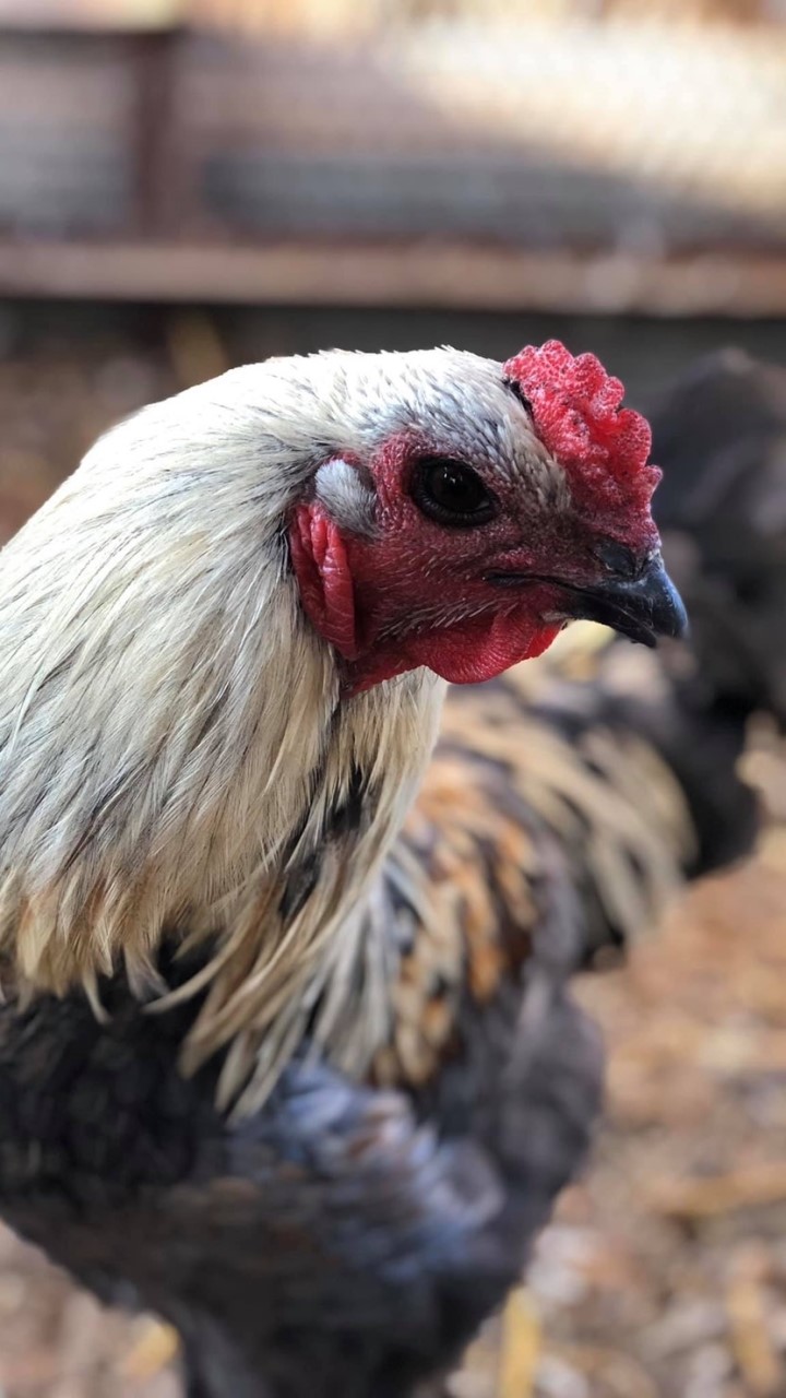 พญาไก่ สังคมไก่ชน