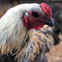 พญาไก่ สังคมไก่ชน