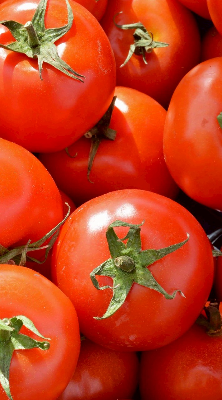 番茄教🍅