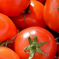 番茄教🍅