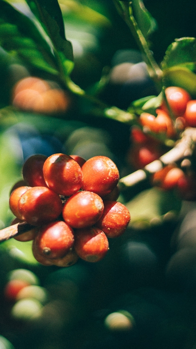 [group3] 2026 Bali Coffee Farm Tour