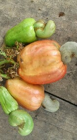 ไร่พรหมมินทร์ cashew nuts