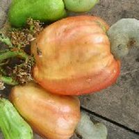ไร่พรหมมินทร์ cashew nuts
