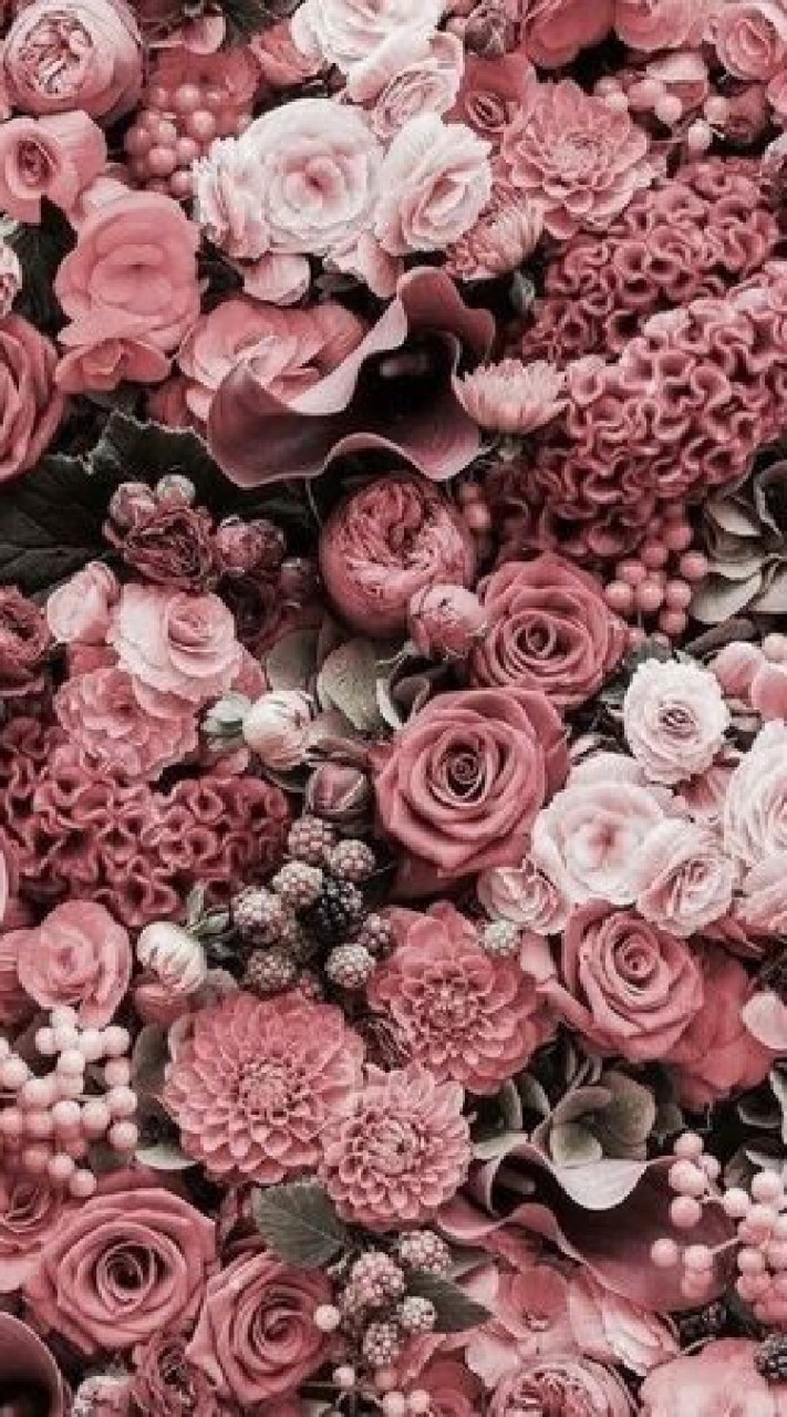 ตระกลูกุหลาบสีชมพู💗