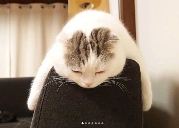 猫にフローリングはよくない？ 起こりがちなケガや懸念点