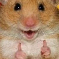 ハムちゃんブロフルオプちゃ