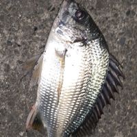 生き物とアニメ好きの雑談場