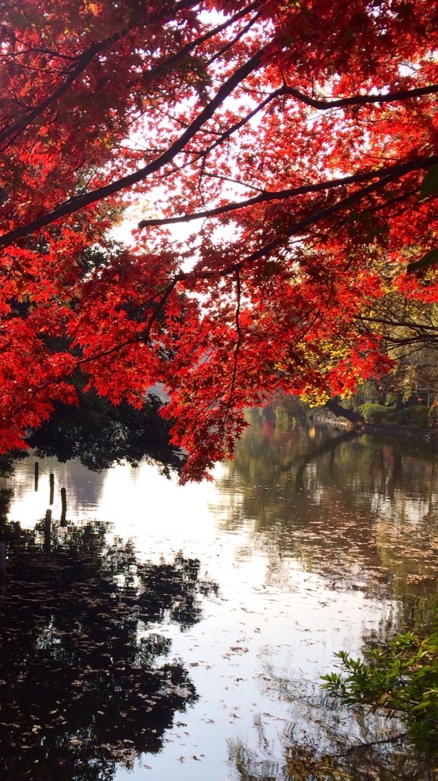 石神井公園