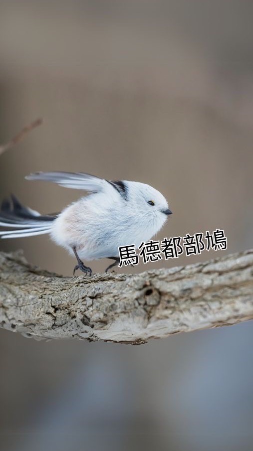 0817 吃換換🥰