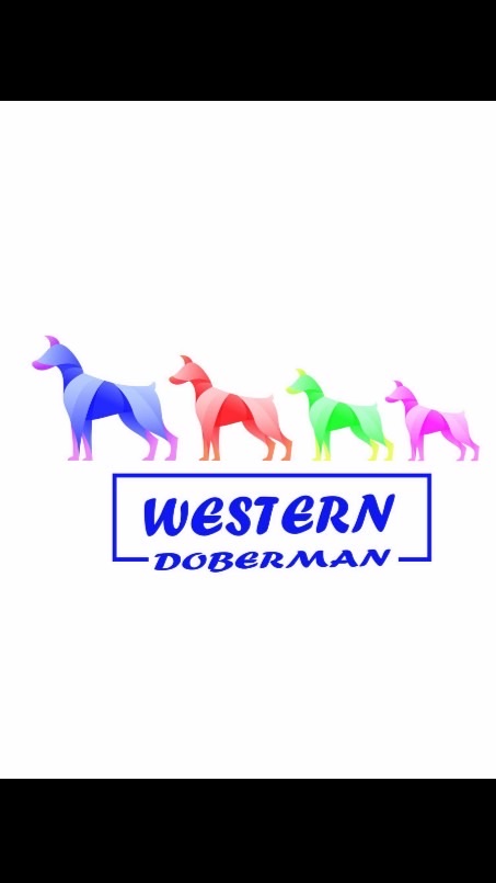 Western Doberman