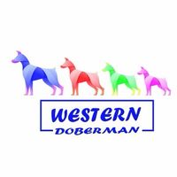 Western Doberman