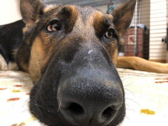 不満のサイン ふーっ とため息をつくときの犬の気持ち