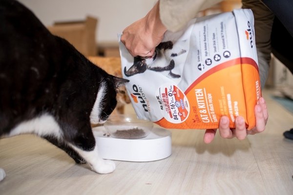 「寵物飼料」紐樂芙nulo freestyle 火雞肉口味貓咪飼料開箱分享