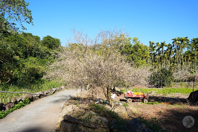 新社梅花隧道