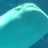 ミラティブドラモンの会