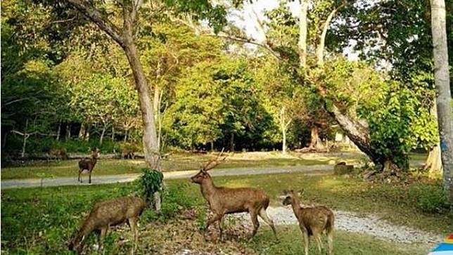 Hasil gambar untuk taman wisata cagar alam pangandaran