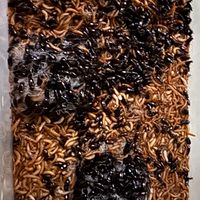 黃迷蟲 黃色迷你麵包蟲 買賣交流 北市