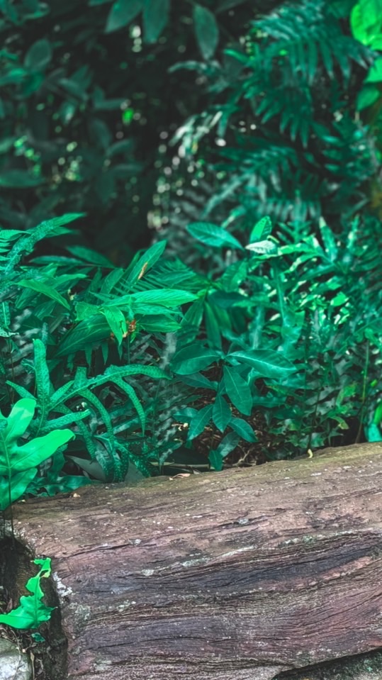 ร้านฉลองกรุง ซ.7