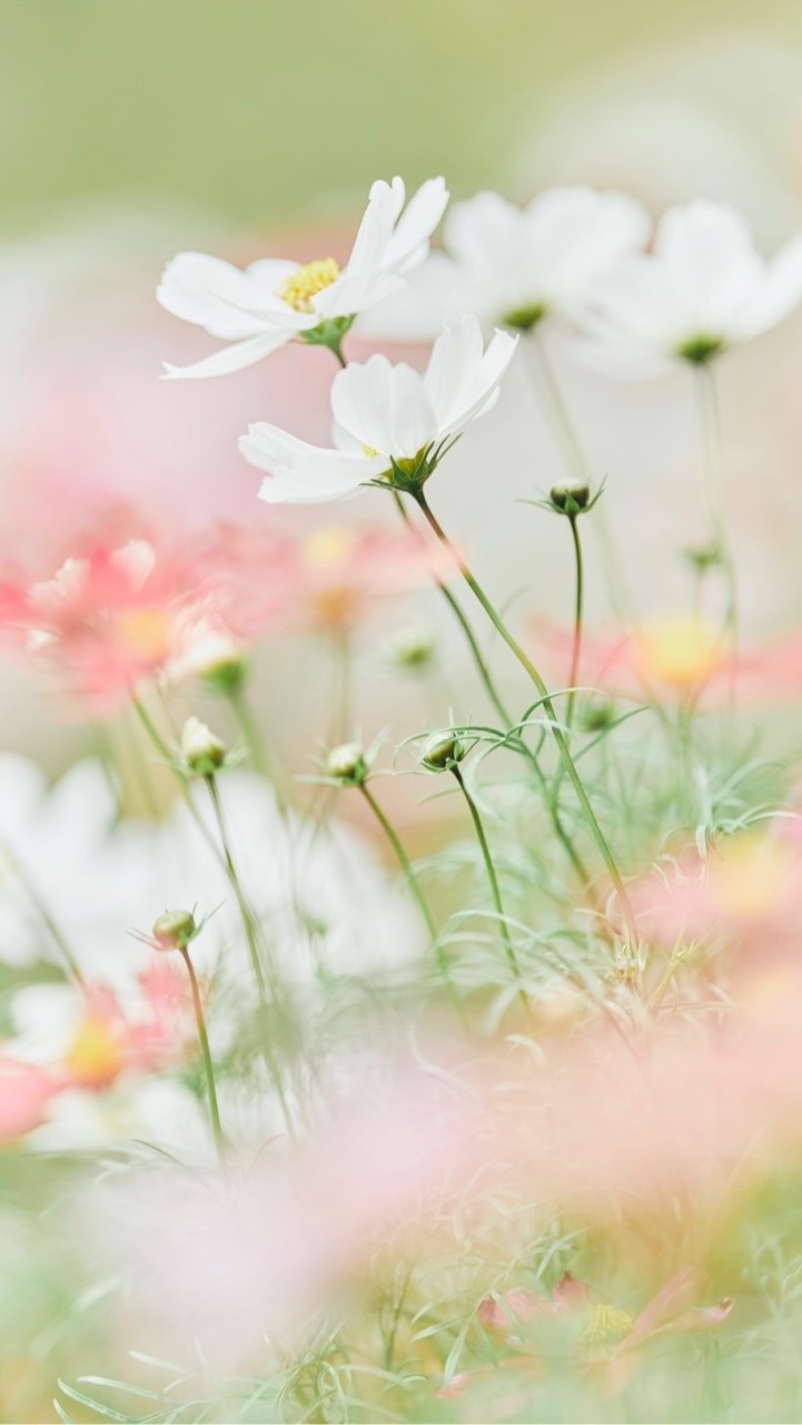 ふぉととぱれっと ☽･:* 関西出張撮影 フォトグラファー 撮影会告知用🌷´-