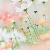ふぉととぱれっと ☽･:* 関西出張撮影 フォトグラファー 撮影会告知用🌷´-
