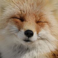 キツネをこよなく愛する会