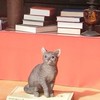 明治村をのんびり周りながら謎解きをする会