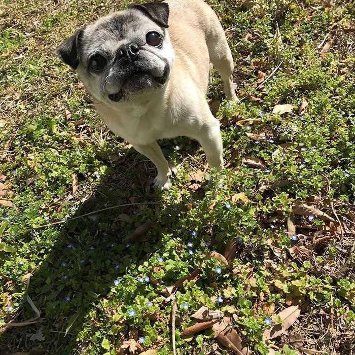 犬が布団に潜り込んで寝ているけど 苦しくないの