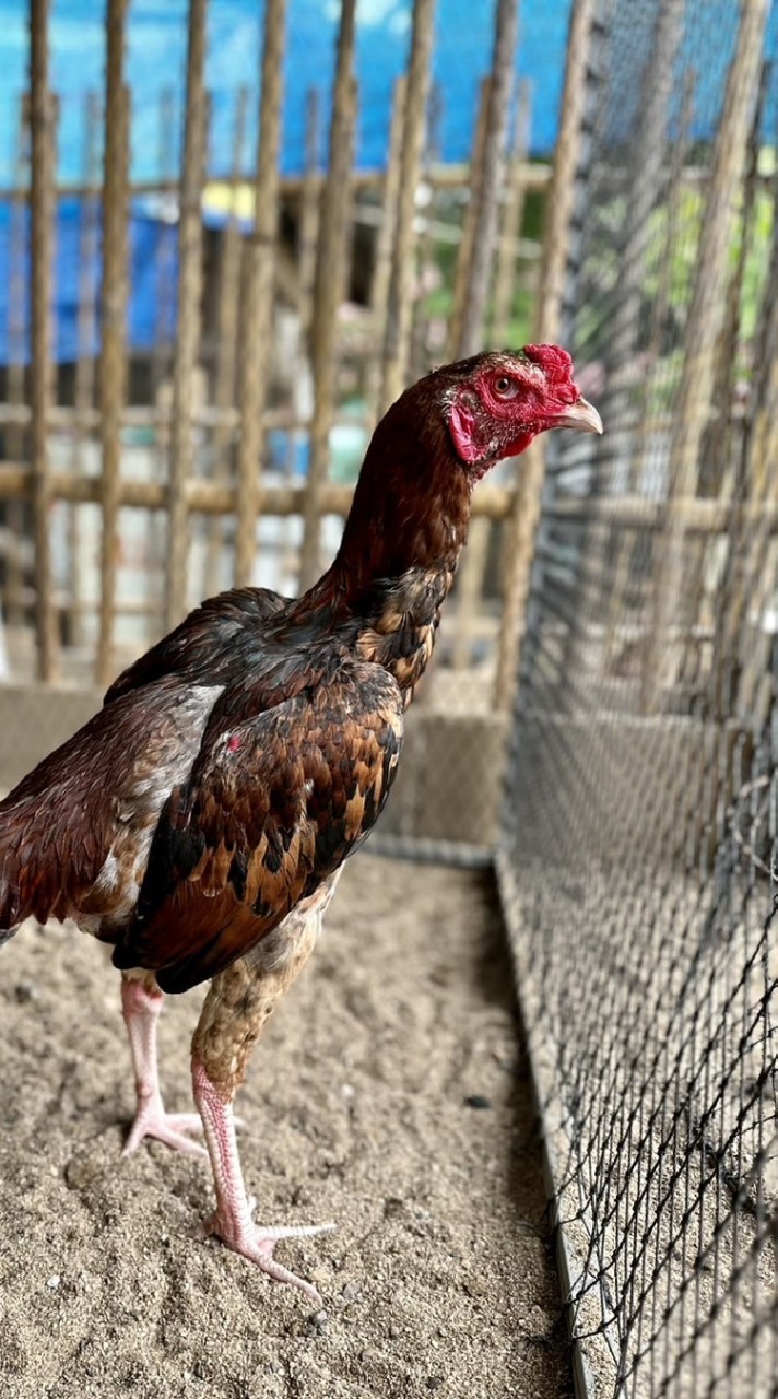 ป่าก๋อยสีเยียร์ ซุ้มไก่ชน สุริยา ฟาร์ม