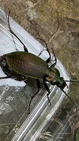 昆虫を愛する18歳以下の集まり