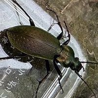 昆虫を愛する18歳以下の集まり