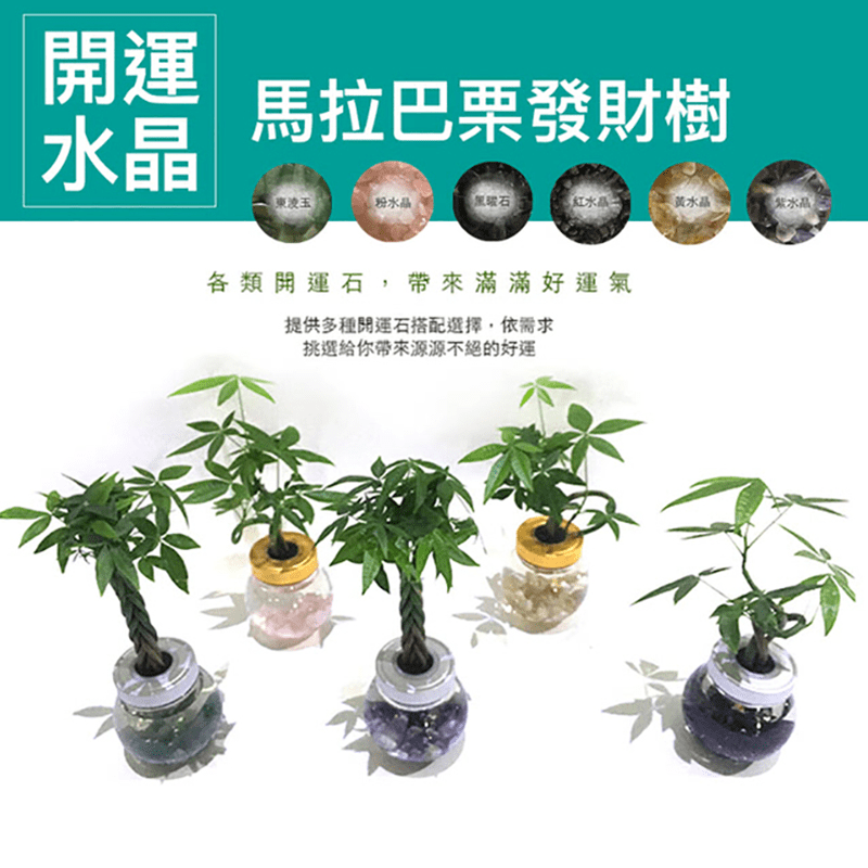 開運水晶馬拉巴栗發財樹，替枯燥的辦公桌增添綠色氣息，底層添加開運石，粉水晶招桃花、黃水晶招財、黑曜石防小人、東凌玉帶來和平、紫水晶幫助集中注意力、紅水晶增強自信，放在辦公室，增添綠色氣息和運氣，帶來療