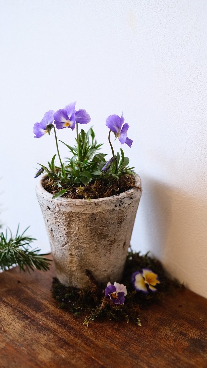 すみれの草村