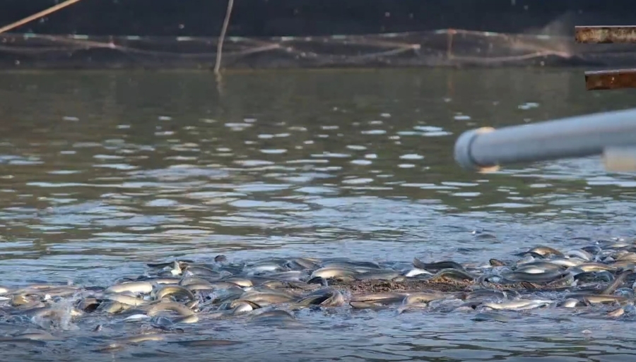(高雄美食)鰻魚日記－鰻魚收成囉現在吃最肥美！貴族鰻魚丼250元起 自產自銷產地直送保證鮮