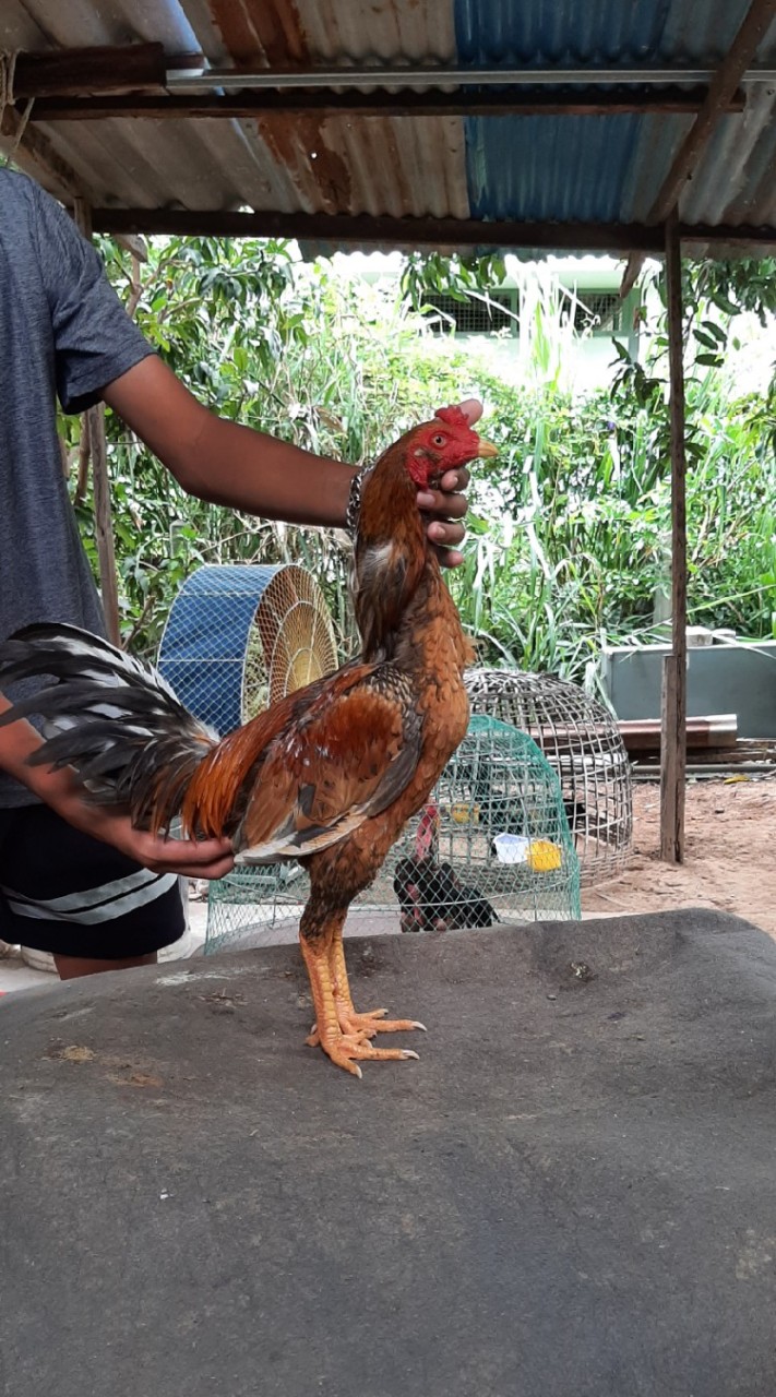 ไก่ชนพม่า