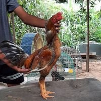 ไก่ชนพม่า