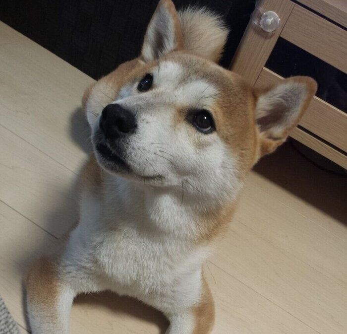 柴犬タロさんのヒコーキ耳ならぬ ロケット耳 連載 モフモフ柴とプニプニ娘 第127話