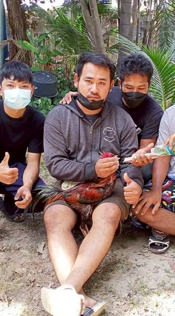 ไก่ปล้ำคัดผ่าน ไก่พร้อมชน พ่อพันธุ์แม่พันธุ์