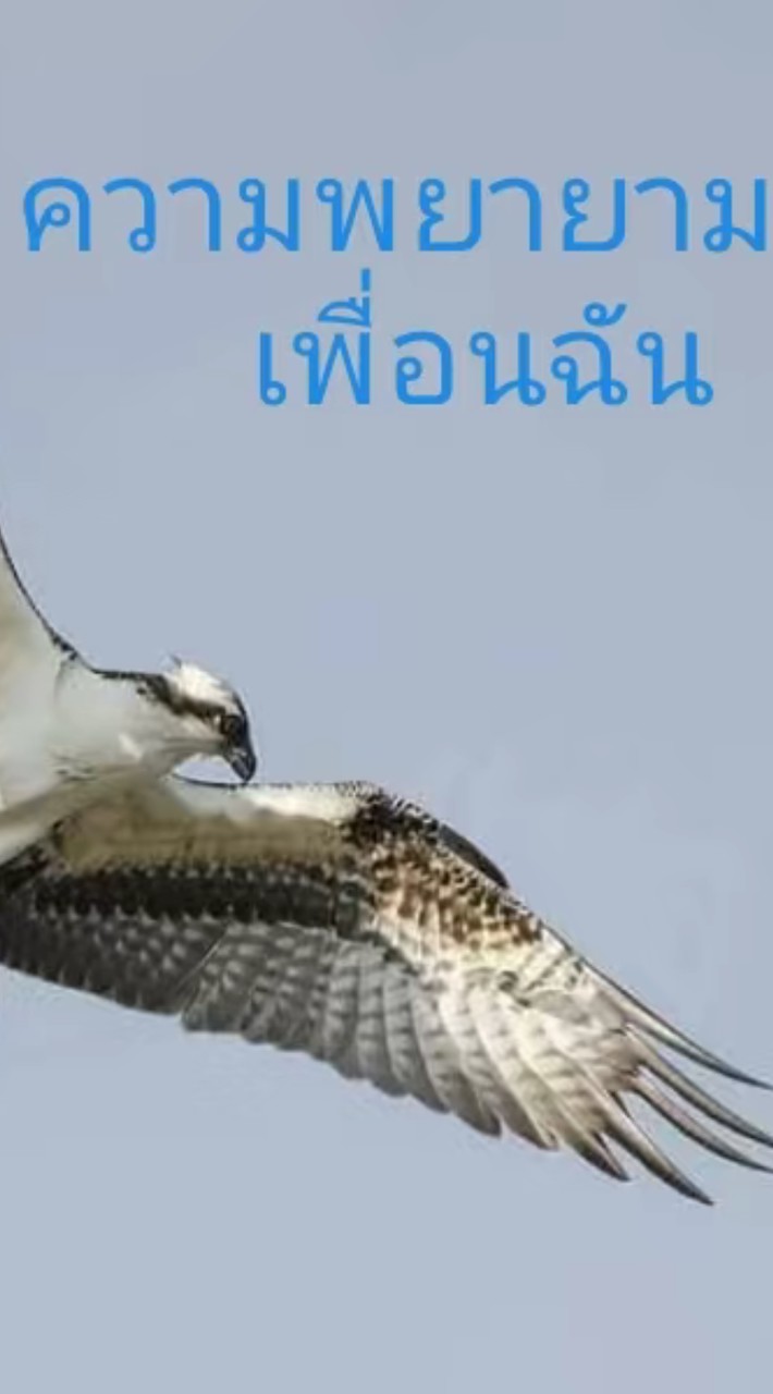 ไก่เหยี่ยว