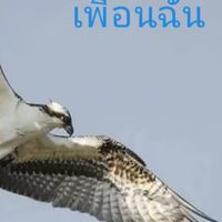 ไก่เหยี่ยว