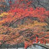 北関東登山部×コトリ隊