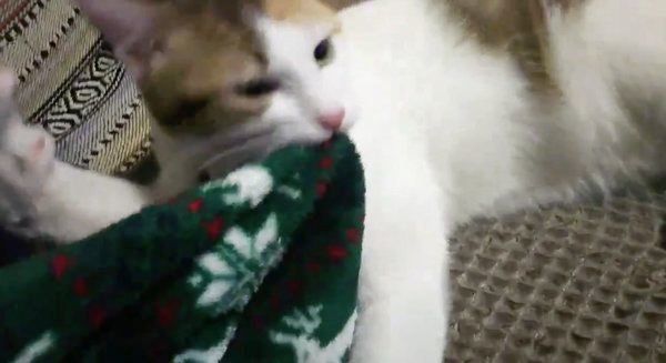 一生懸命さが可愛い ふみふみ が激しすぎる猫