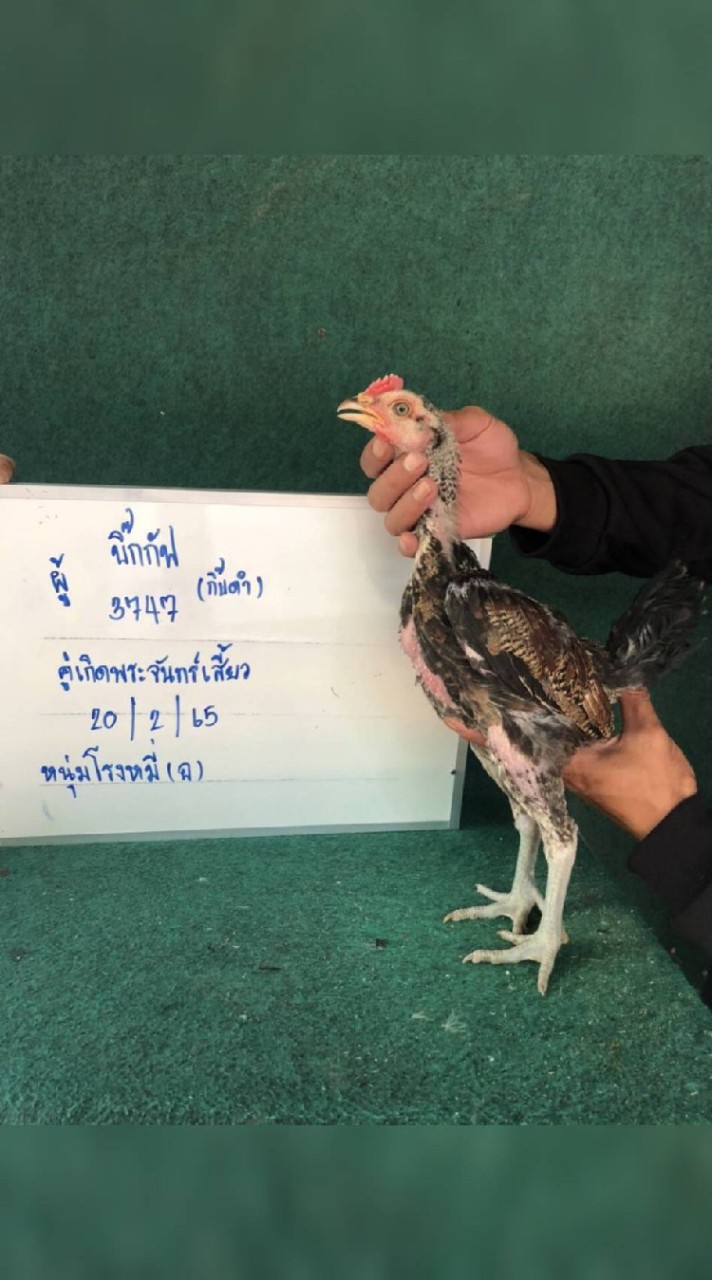 💥ฝากลิ้งได้ 24 ชม. บิ๊กโจ๊ก พ่อ บิ๊กกัฟ✨️ แม่ คู่เกิดพระจันทร์เสี้ยว
