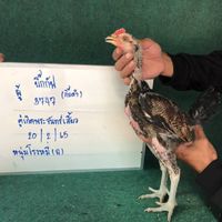 💥ฝากลิ้งได้ 24 ชม. บิ๊กโจ๊ก พ่อ บิ๊กกัฟ✨️ แม่ คู่เกิดพระจันทร์เสี้ยว
