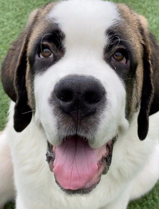 セント・バーナードの子犬の成長スピードに驚き（いぬのきもちNEWS）
