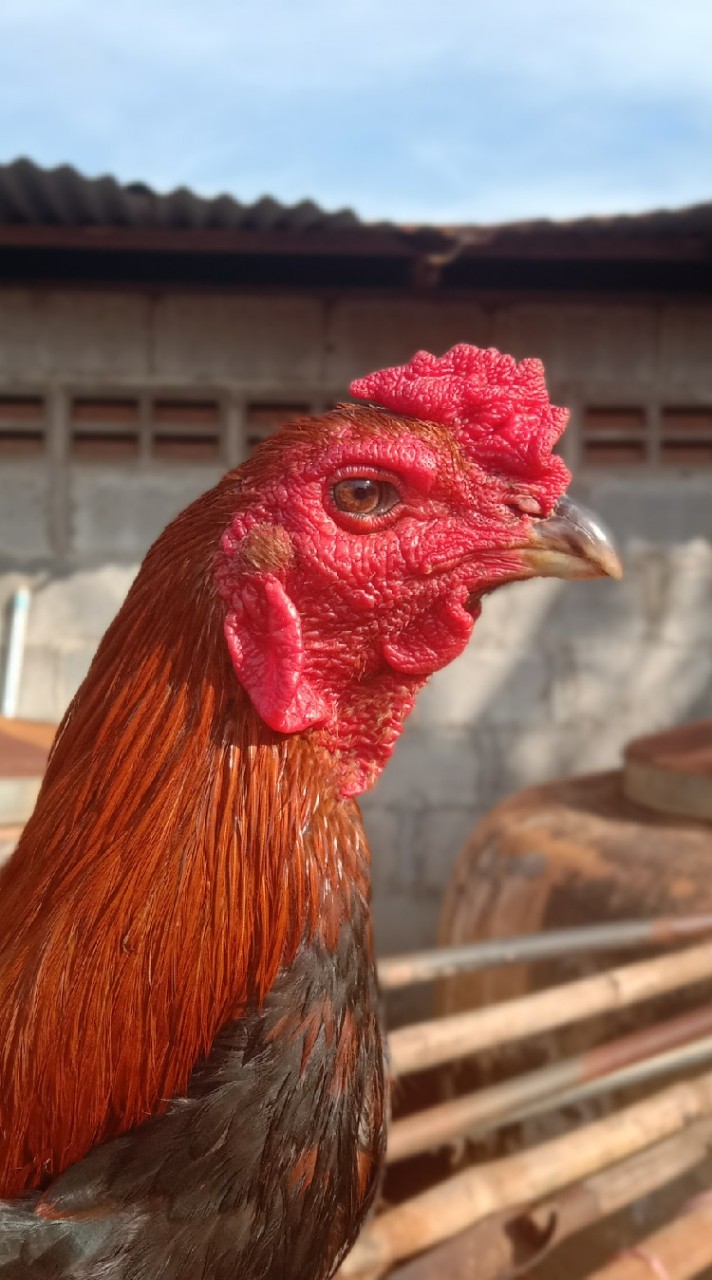 ซุ้มBTธ.ธีระวัฒน์🐓